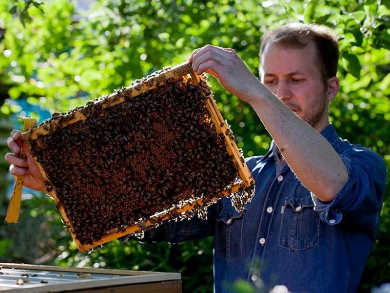 En Europe de l’Ouest, les apiculteurs craignent pour leur avenir