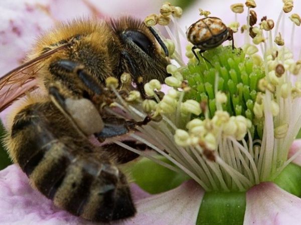 Y a-t-il vraiment de la place pour les abeilles dans la politique européenne ?